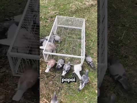 Esta chica salvou a os pintinhos do gato 😱🐤 thumbnail