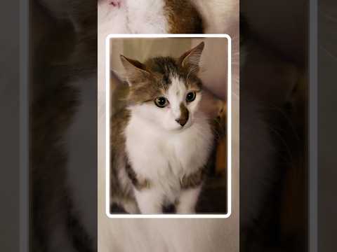 Met this cutie cat on my night walk in Istanbul ? thumbnail