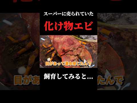 スーパーで購入した化け物エビを飼育してみると… thumbnail