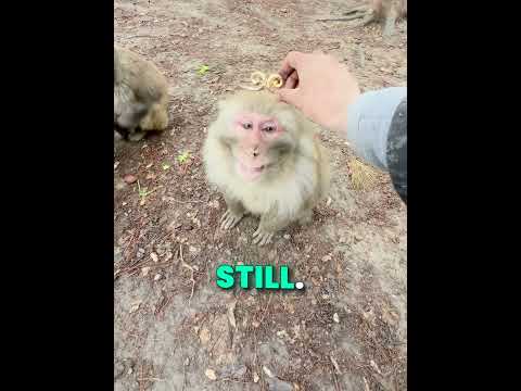 She Tested 3 Monkeys To Find The True Monkey King ?? #shorts thumbnail