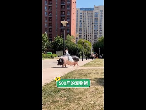 在無人的島嶼與五百斤的毛孩子相依為命：這場跨越物種的深情告白，是我一生中最溫暖的治癒。 thumbnail