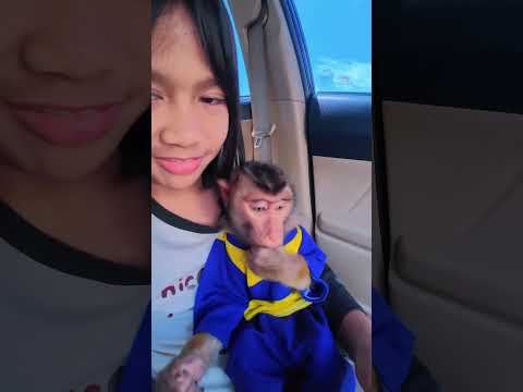 Key isengin Cia gak mau kasih Coklat kacang Almond 🤭😂 #shortvideo #short #monkey #monyet #funny thumbnail