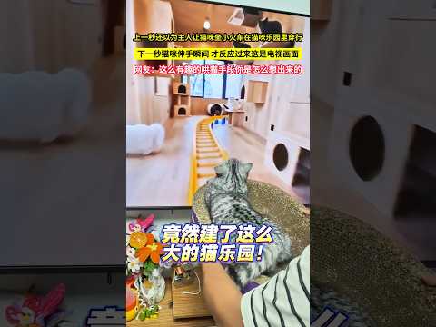 上一秒還以為主人讓貓咪坐小火車在貓咪樂園裡穿行，下一秒貓咪伸手瞬間，才反應過來這是電視畫面，網友：這麼有趣的哄貓手段你是怎麼想出來的！#shorts thumbnail