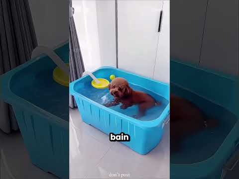 Ces chiens n'arrêtent pas de faire des bêtises 😂 thumbnail
