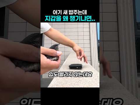 "돈은 없지만.." 아기새 밥 먹이는데 지갑을 왜 챙기냐면 thumbnail