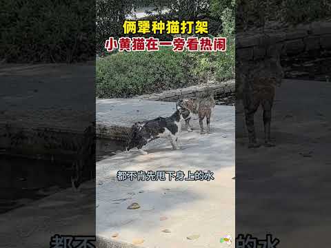 爆笑一幕，俩犟种猫干架，小黄却在一旁看热闹，太搞笑了。 thumbnail