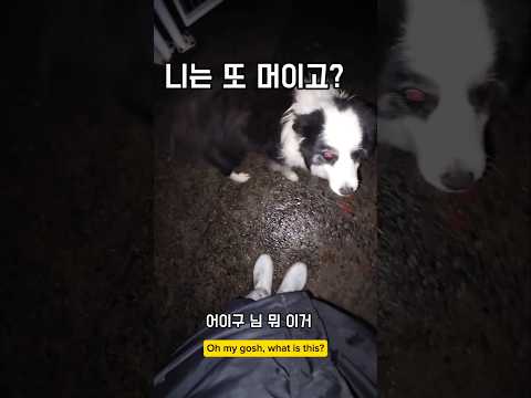 새벽에 바다 나가기가 겁나네 #남해 #몽실이 #반려견 #보더콜리 #시고르자브종 #임보 thumbnail