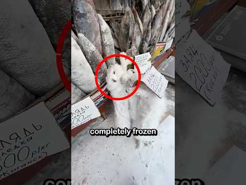 Could You Live Like This? (World's Coldest City) thumbnail