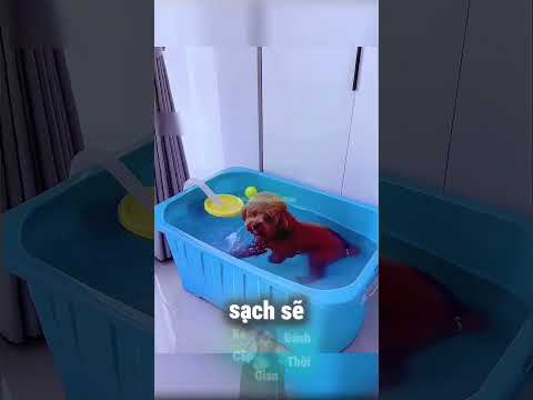 Những Chú Chó Này Không Bao Giờ Ngừng Bày Trò Nghịch Ngợm 😅 thumbnail