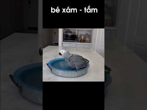 BÉ VẸT XÁM - TẮM #shorts thumbnail