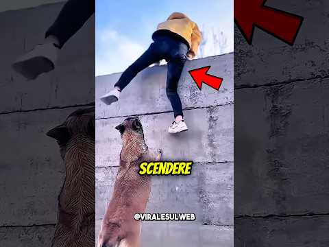 Tutti ODIAVANO questo CANE,ma poi…😲🐶 #shorts thumbnail