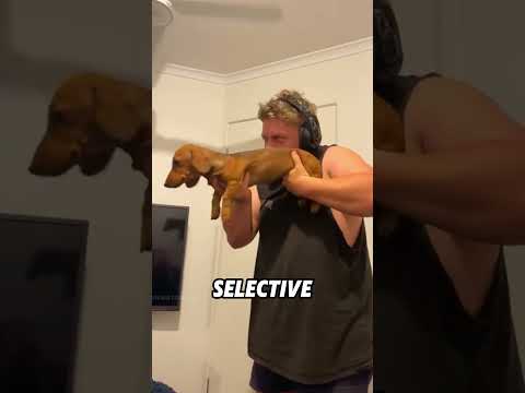 Short-legged dachshund#animals #funny #funnyanimal #cute #dachshund thumbnail