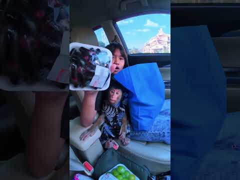 Cia diam-diam Ambil Buah anggur 🤭🤣 #shortvideo #short #monkey #monyet #animals thumbnail