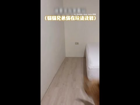 【前世是忍者嗎XD】貓咪兄弟在房間玩追逐戰　牠飛簷走壁彈跳力超強！ #Shorts thumbnail