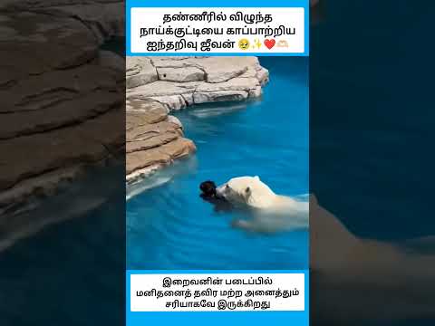 அன்பை பணத்தால் அளக்க முடியாது… கடைசி வரை கூடவே இருப்பதுதான் உண்மையான செல்வம் ✨ #shorts thumbnail