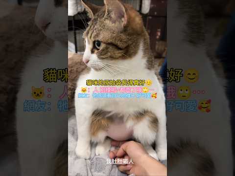 小貓咪的原始袋長得真好啊😊 🐱：人 別摸了！禿了😳 網友：低頭看自己的樣子 好可愛啊🥰 #cat #cute #funny #shorts #funnyshorts thumbnail