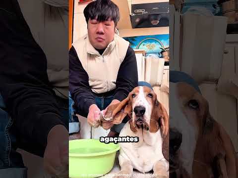 Je me sers des oreilles de mon chien comme tapis de souris 🖱️😂 thumbnail