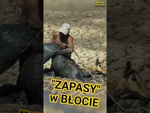 Wyciąganie Antylopy z Błota thumbnail