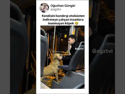 Akıllı köpek thumbnail
