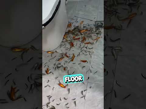 She Found a Clever Way to Clean The Fish Tank 😳 (@LifeCycle/TT) thumbnail