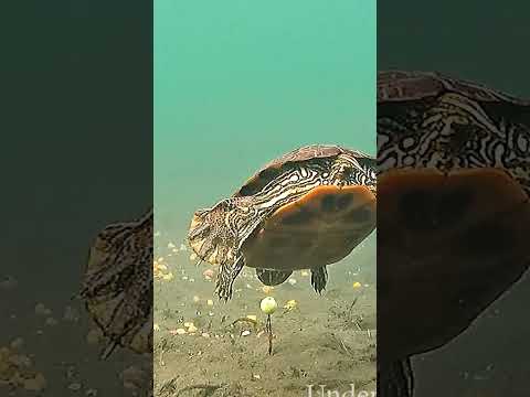 Have you ever caught a turtle? thumbnail