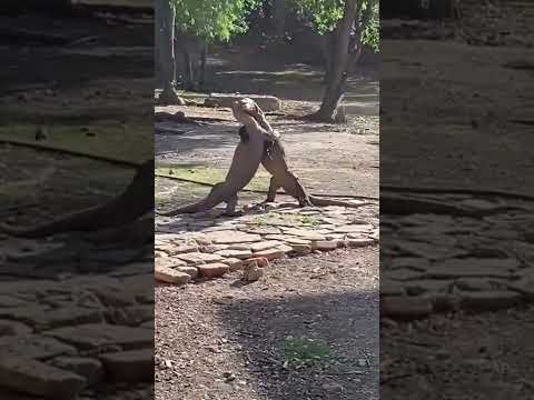 Rare occurrences on Komodo island - Travel ✈️✈️ thumbnail