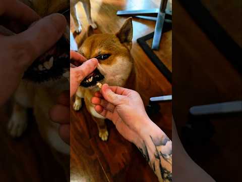 Thủ phạm đáng yêu thumbnail