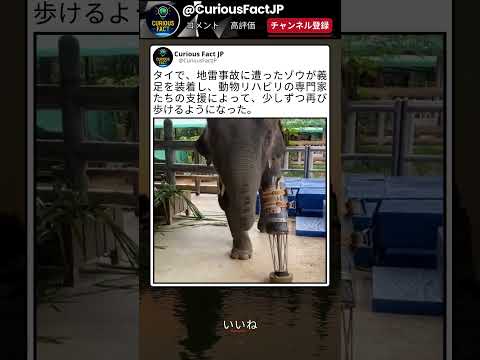 ゆっくりなのに、この歩き方は感動する thumbnail