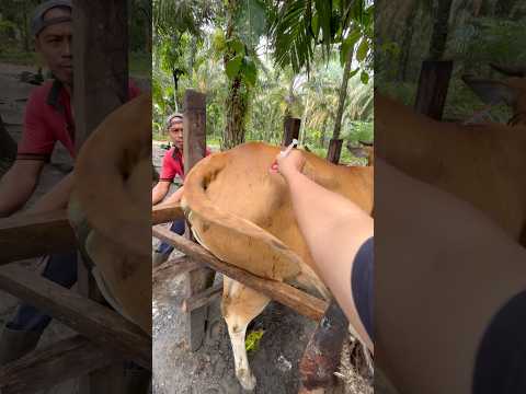 PENYUNTIKAN MULTIVITAMIN SAPI PRAMBON INDUKAN LIAR thumbnail