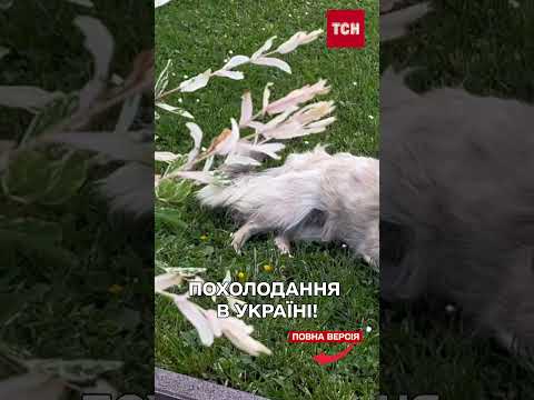 ПРОГНОЗ ПОГОДИ НА 3 ЧЕРВНЯ: СУНЕ ПОХОЛОДАННЯ! thumbnail