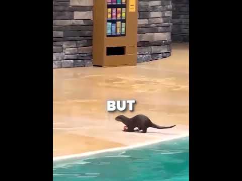 Smart Otter ♥️? #shortsviral thumbnail