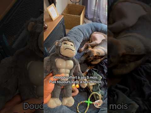 C’est le seul truc qui a tenu aussi longtemps 🥰🥹 #ades #doudou thumbnail