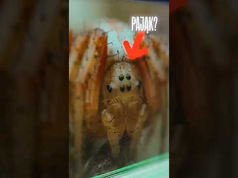 To Zdjęcie Jest Zrobione TELEFONEM! thumbnail