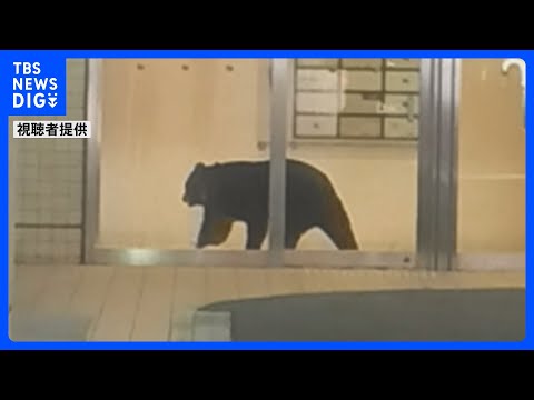 青森市中心部の複合商業ビルにクマ1頭が居座る　緊急銃猟で駆除｜TBS NEWS DIG thumbnail