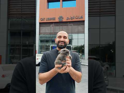 الأرنب القزم وصل مقهى القطط thumbnail