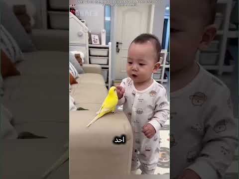 هذا الرجل يخدع الحمام بسهولة 😲🤯 thumbnail