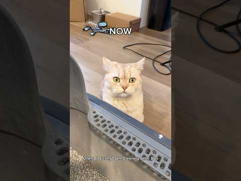@oneisallofficial  making my life simple Link in my bio! #oneisall #nationalpetday #cats #catlover thumbnail