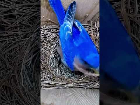 Do you think he is happy with the egg? ?? #wildlife #birdwatching #nature #birdhouse #birds thumbnail