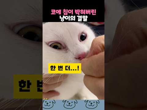 코에 침이 박혀버린 냥이의 결말 thumbnail