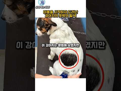 미용을 시작하자 드러난 강아지의 뜻밖의 털색 thumbnail