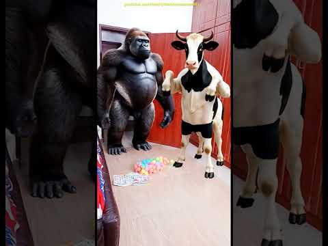 Marvelous funny prank Funny gorilla monkey video Dancing Polish Cow swim cow milk funny video ASMR thumbnail