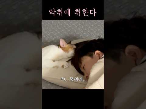 머리 냄새에 취한 고양이 thumbnail
