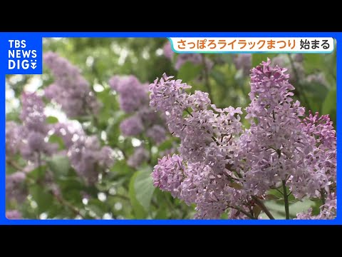 初夏の風物詩「さっぽろライラックまつり」はじまる　苗木の配布に長蛇の列も…　札幌市・大通公園などで｜TBS NEWS DIG thumbnail
