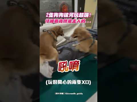 2隻狗狗拔河玩超嗨！仔細看竟然是主人的...｜觸咪 thumbnail