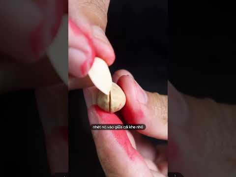 cách tách hạt dẻ cười thumbnail