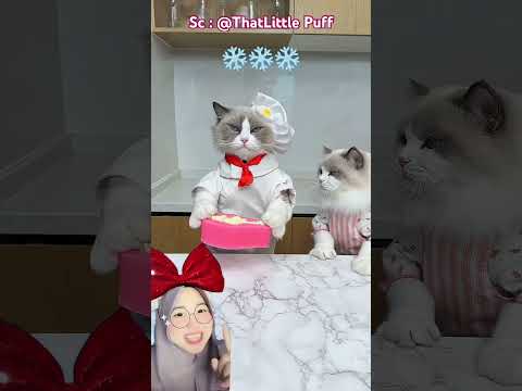 Koki Kitty Bikin MBG pasta macaronj 😍 @ThatLittle Puff thumbnail