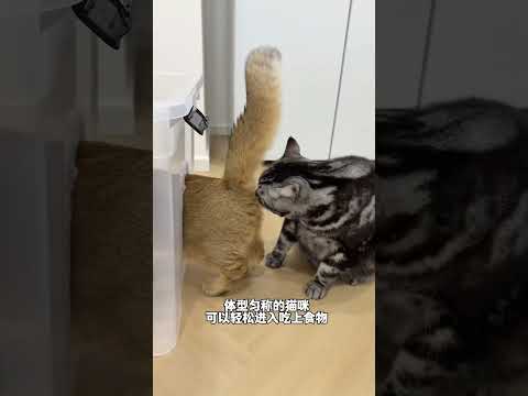 【牛奶是只猫】真是命运戏弄大馋猪，结尾真服了 thumbnail