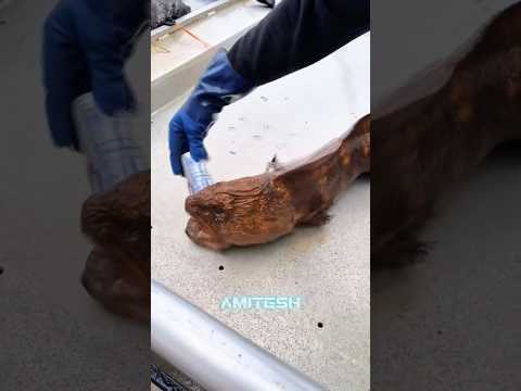 Не суй пальцы #амитеш #животные thumbnail