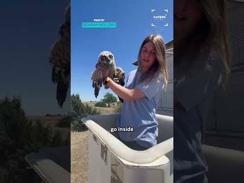 Heartwarming Baby Owl Rescue #animalrescue thumbnail