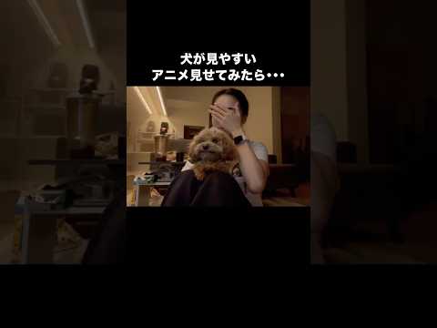 犬が見やすいアニメ見せてみたらちゃんと目で追ってて愛おしすぎて涙出そう #トイプードル #トイプー #犬が見やすいアニメ #shorts thumbnail